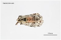 藏品(絡毒蛾)的圖片